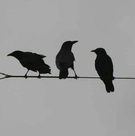 Shakti Yoga, Wire Tattoo, Crow Silhouette, Bird On A Wire, Crow Tattoo, Black Birds, Crow Art, Raven Tattoo, Raven Art