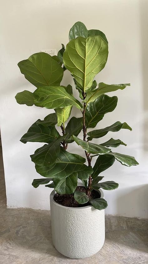 Fiddle Leave Fig Tree, Fiddle Leaf Aesthetic, Figgle Leaf Fig, Fiddle Leaf Tree Aesthetic, Fig Tree Aesthetic, Fig Plant Indoor, Fig Leaf Plant, Fig Plants, Fiddle Leaf Plant