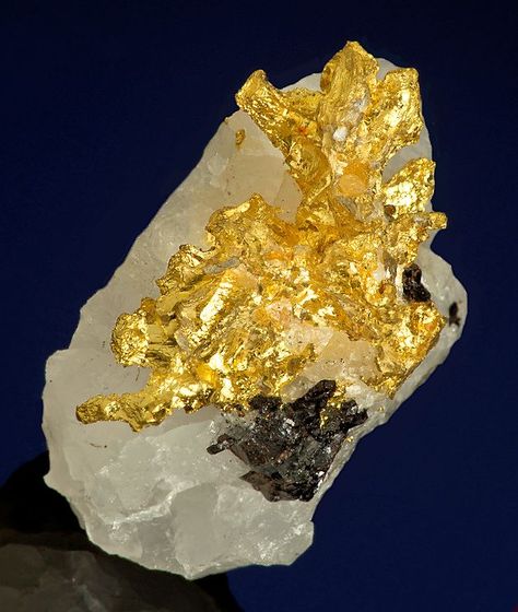 ggeology:  Native Gold with Sphalerite on Quartz Gold Crystals, Pretty Rocks, Cool Rocks, Gold Nugget, Beautiful Rocks, Mineral Stone, Minerals And Gemstones, Rocks And Gems, Precious Gems