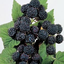 Growing Munger Black Raspberry - Raspberry Plants - Plant Manuals - Stark Bro's Black Raspberry, Raspberry, Seeds, Fruit, Plants, Green, Black