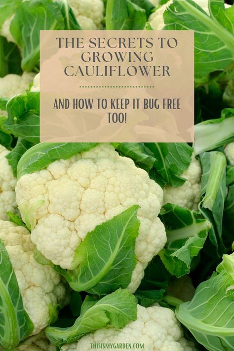 How To Grow Cauliflower From Seed, Growing Cauliflower In Containers, Growing Cauliflower Raised Beds, Cauliflower Companion Plants, Planting Cauliflower, Cauliflower Growing, How To Grow Cauliflower, Grow Cauliflower, Kitchen Decorations Ideas