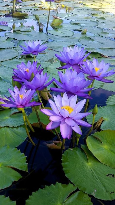 Nymphaea Lotus, Lotus Flower Wallpaper, Lotus Flower Pictures, Lotus Flower Art, Lily Lotus, Blue Lotus, 수채화 그림, Beautiful Flowers Wallpapers, Beautiful Rose Flowers