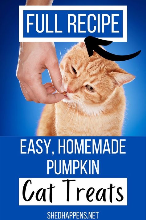 Cat Treats - Don't have time to search for the items you're looking for? Check out Amazon.com now! Homemade Cat Treats Easy, Cat Treats Homemade Healthy, Pumpkin Cat Treats, Pumpkin For Cats, Homemade Cat Treats, Homemade Cat Treats Recipes, Diy Cat Treats, Liquid Cat, Tuna Cat Treats