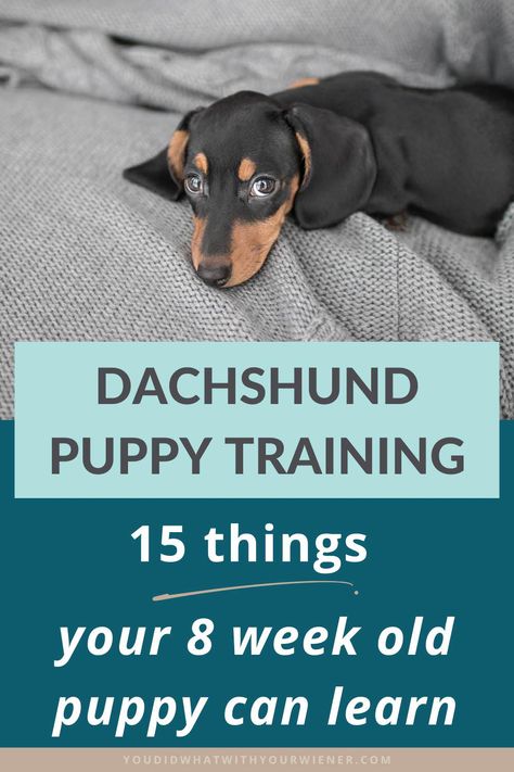 Dachshund Puppy Training: 15 Things to Start Teaching the Day Yours Comes Home – YouDidWhatWithYourWiener.com 8 Week Old Puppy, Dachshund Personality, Not Smart Enough, Dachshund Puppy Training, Puppy Training Schedule, Puppy Tips, Dachshund Training, Puppies Tips, Dachshund Puppy Miniature