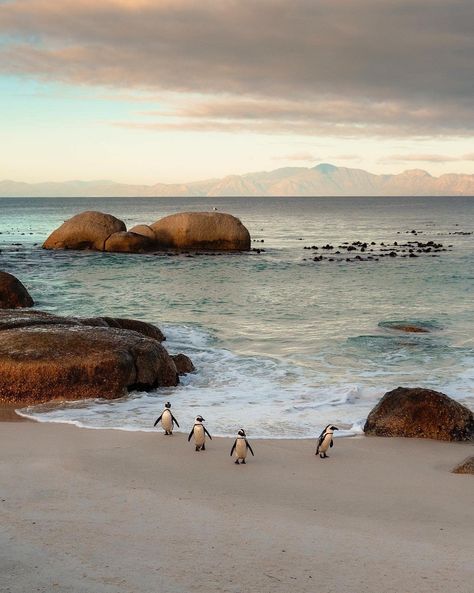 Love Cape Town - It’s not a visit to Cape Town without... Beach South Africa, Boulders Beach, African Penguin, Boulder Beach, Nature Travel, Cape Town, Bouldering, Penguins, South Africa