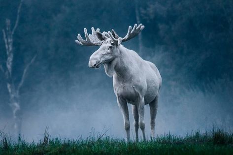 Nature is Lit on Twitter: "🔥 A rare white moose photographed by Anders Tedeholm in Sweden… " Albino Moose, Moose Painting, Moose Pictures, White Moose, Deer Species, Albino Animals, Deer Family, Black & White, Animal Kingdom