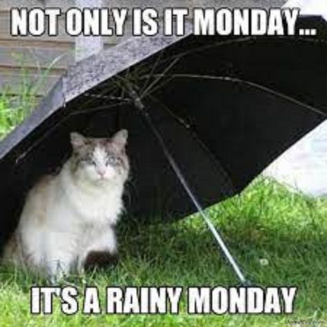 Monday and rain! Cold Weather Funny, Good Morning Rainy Day, Cat Umbrella, Monday Greetings, Morning Memes, Monday Memes, Monday Humor, Good Morning Sunshine Quotes, Good Morning Wishes Quotes