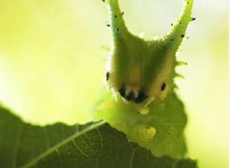 japanese emperor butterfly, Oomurasaki larva, オオムラサキ 幼虫 (1) Emperor Caterpillar, Emperor Butterfly, Japanese Emperor, Cool Insects, Cool Bugs, Small Stuff, Beautiful Bugs, Arthropods, Insect Art