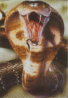 snake-fangs-782663 | Explore sebidakya's photos on Flickr. s ... King Cobra Snake, Scary Snakes, Cobra Tattoo, Cobra Art, Cobra Snake, Snake Venom, Snake Art, Reptile Snakes, Beautiful Snakes