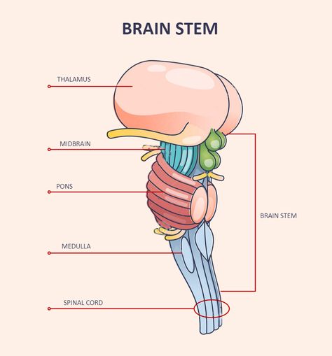 Brainstem Labeled Brain Labeled Diagram, Brain Diagram Aesthetic, Brain Notes Aesthetic, Brain Diagram Anatomy, Brain Stem Anatomy, Neuroanatomy Notes, Brainstem Anatomy, Parts Of Brain, Neuro Anatomy