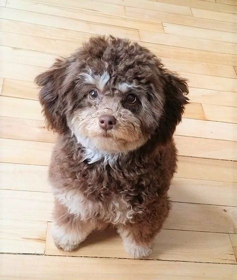 Phantom Poodle: What Does Phantom Color Mean in Poodles? Toy Poodle Colors, Phantom Poodle Miniature, Phantom Toy Poodle, Phantom Poodle, Mini Poodle Puppy, Miniature Poodle Puppy, Parti Poodle, Poodle Haircut, Grooming Ideas