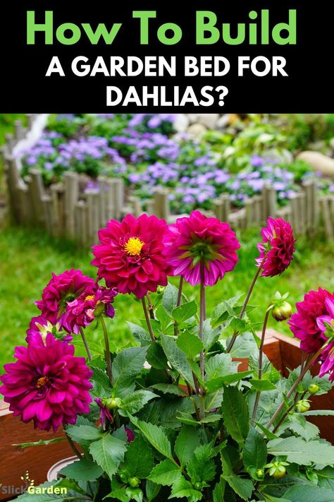 "Unlock the beauty of dahlias with a well-prepared garden bed! Dive into our comprehensive guide and discover the secrets to a flourishing dahlia display. 🌷 #DahliaBeauty #GardenCraft" Dahlia Flower Beds Gardens, Dahlia Flower Bed Ideas, Dahlia Bed Ideas, Dahlia In Pots Container Garden, Dahlia Flower Bed, Dahlia Garden Layout, Dahlia Garden Ideas, Dahlia Display, Daliah Flower