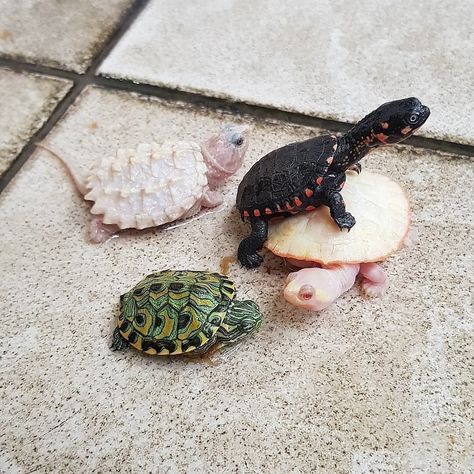 @turtle_filast on Instagram: “i love you 😊 Follow us for more @turtle_filast 👫 Tag a friend⠀ Awww 🥰 . Photo📸 . @turtles_and_tortoise Reposted from turtles.gram_ (Please…” Musk Turtle, Cute Sea Turtle, Big Turtle, Save The Sea Turtles, Turtle Bay Resort, Baby Sea Turtle, Turtle Shirts, Box Turtle, Turtle Dove