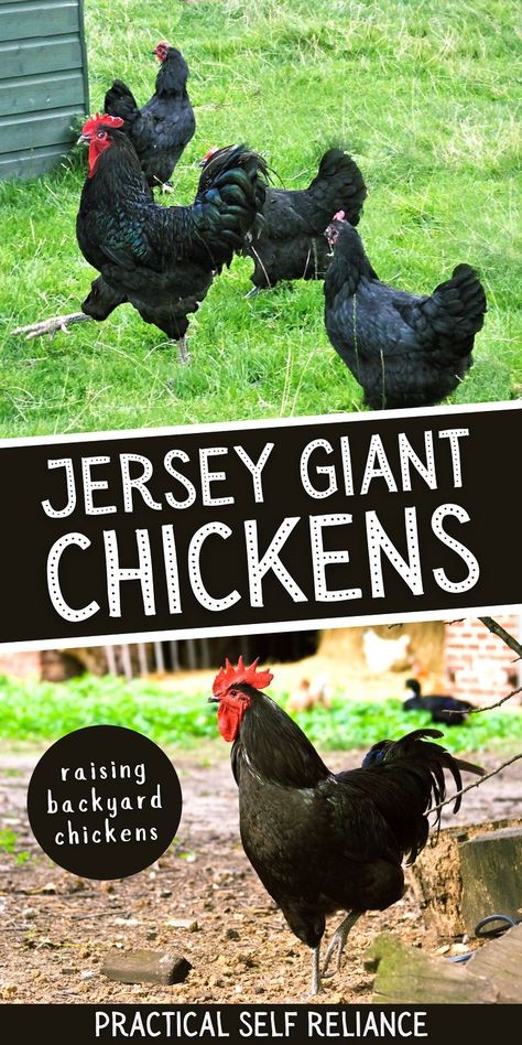 Jersey Giant Chickens, Giant Chicken Breeds, Chicken Breeds For Eggs, Chickens For Eggs, Jersey Giant, Giant Chicken, Best Egg Laying Chickens, Raising Farm Animals, Types Of Chickens