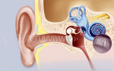 How to Drain Fluid From the Middle Ear at Home: 5 Tips Drain Ear Fluid, Drain Sinuses, Ear Drainage, Ear Congestion, Remedy For Sinus Congestion, Fluid In Ears, Clogged Ears, Home Remedies For Sinus, Sinus Congestion Relief