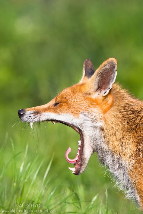 Portrait of yawning Red Fox {Vulpes vulpes}, captive, UK. Tongue Out Tuesday, Vulpes Vulpes, Fantastic Fox, Animal Study, British Wildlife, The Oscars, Cute Fox, Cane Corso, Sphynx