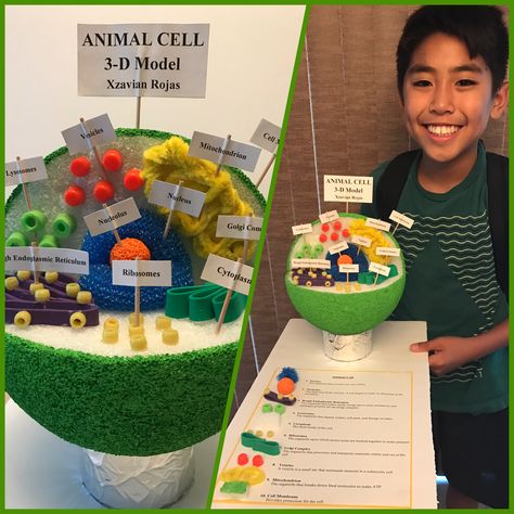 3d Animal Cell Project Ideas, Styrofoam Animal Cell Project, Animal Cell 3d Project, 3 D Animal Cell Model Project, 3d Plant Cell Project, Cell Project Ideas Models, Make A Cell Model, Making A Cell Science Projects, 3d Animal Cell Project 7th Grade