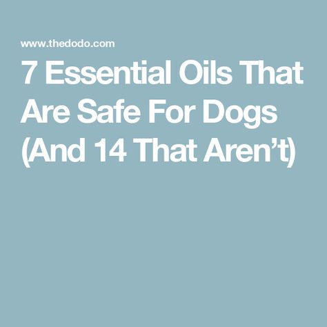 Dog Safe Essential Oils, Essential Ouls, Dog Grooming Diy, Essential Oils Dogs, Are Essential Oils Safe, List Of Essential Oils, Itching Skin, Oils For Dogs, Dog Itching