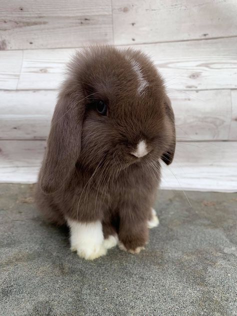 Mini Lop Bunnies, Lop Bunnies, Cutest Bunny Ever, Holland Lop Bunnies, Rabbit Enclosure, Pet Rabbits, Bunny Room, Pet Bunny Rabbits, Mini Lop