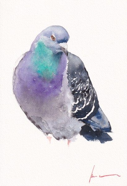 Rock Pigeon Rock Pigeon, Kunst Inspo, Bird Watercolor Paintings, Watercolor Painting Techniques, Animal Sketches, Bird Drawings, Watercolor Bird, Watercolor Animals, Wildlife Art