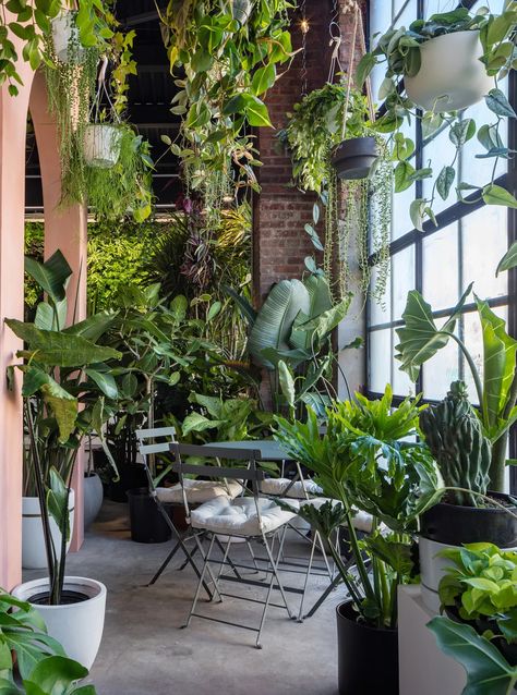 Balcon Mic, Weird Plants, Pothos Plant, Indoor Jungle, Interior Plants, Plant Aesthetic, House Plants Decor, Room With Plants, Plant Design