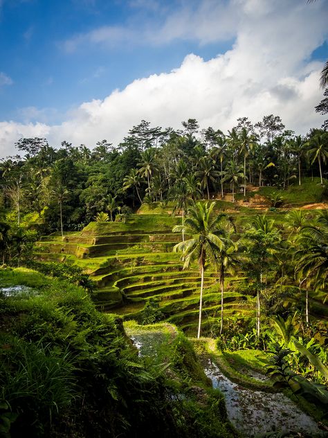 Ubud Rice Terrace, Bali Rice Terraces, Tegalalang Rice Terrace, Bali Nature, Bg Poster, Bali Aesthetic, Bali Travel Photography, Bali Photography, Bali Baby