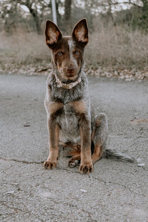 Rare Chocolate Australian Cattle Dog (Chocolate Heeler) #boiadeiroaustraliano #chocolateheeler #australiancattledog #dog #cãodepastoreio #herdingdog Brown Heeler Dog, Australian Cattle Dog Red Heeler, Chocolate Heeler Cattle Dogs, Blue Cattle Dog, Australian Cattle Dog Aesthetic, Chocolate Heeler, Western Dogs, Australian Heeler, Animal Wallpaper Aesthetic