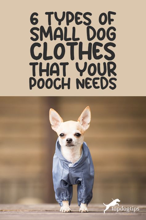 Types Of Small Dogs, Tiny Dog Clothes, Small Dog Clothes Patterns, Best Small Dogs, Small Dog Coats, Allergic To Dogs, Crafting Corner, Small Dog Sweaters, Tea Cup Dogs