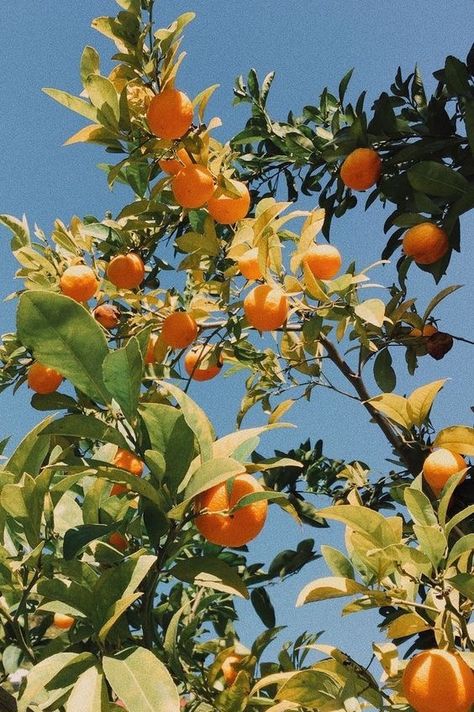 Tangerine Tree, Wallpaper Iphone Summer, Orange Aesthetic, Tree Photography, Orange Tree, Tree Wallpaper, Tumblr Photography, Spring Aesthetic, Art Style Inspiration