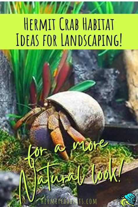 Looking for hermit crab habitat ideas? Add some landscaping! Add a more natural look, stimulating elements and FUN to your crabitat! We've got ideas and photos for inspriation so you can come up with your own cool hermit crab habitat landscaping! #hermitcrabpets Hermit Crab Habitat Ideas, Hermit Crab Crafts, Hermit Crab Homes, Crab Habitat, Hermit Crab Habitat, Hermit Crab Tank, Classroom Pets, Class Pet, Dog Portraits Art