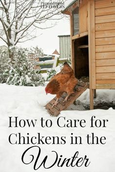 How to Care for Chickens in the Winter- Winter is creeping in! Take these extra measures to keep your chickens safe and warm through the cold months ahead. Winter Chickens, Chickens In The Winter, Chicken Life, Raising Backyard Chickens, Crazy Chicken Lady, Keeping Chickens, Building A Chicken Coop, Chicken Coop Plans, Backyard Chicken Coops