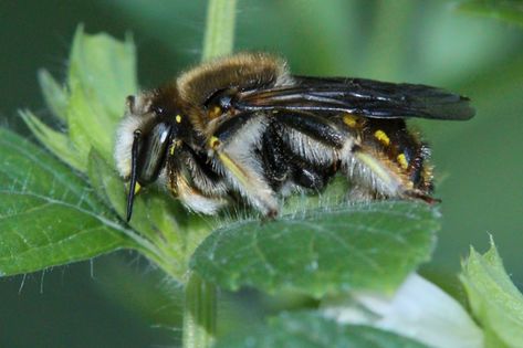 A wool carder bee showing off his fringe-bedecked legs. © Rusty Burlew. From http://www.honeybeesuite.com/wool-carder-bee-a-military-prototype/ Wool Carder Bee, Bee Hotels, Wild Bees, Bee Hotel, Bees And Wasps, Creepy Crawlies, Helicopter, We Need, Insects