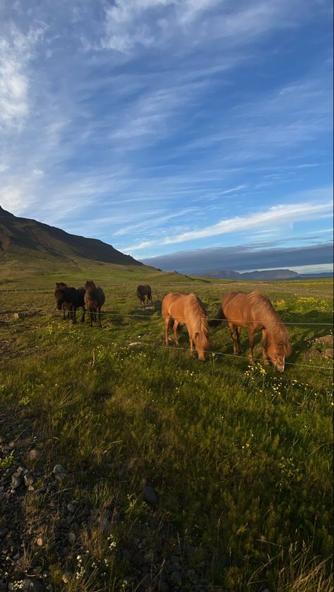 Iceland Iphone Wallpaper, Travel Iceland Aesthetic, Summer In Iceland, Iceland Aesthetic Wallpaper, Icelandic Aesthetic, Iceland Horses, Iceland Aesthetic, Iceland Country, Iceland Wallpaper