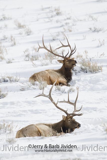 Yellowstone Wyoming, Elk Pictures, Moose Deer, Bull Elk, Deer Family, Elk Hunting, Ange Demon, Mule Deer, Manx