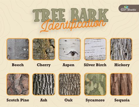 Pale yellow background with ten images of different tree bark in squares with the words "Tree Bark Identification" at the top. Ontario Tree Identification, Ina Garten, Nature, Tree Types Chart, Michigan Trees Identification, Mushroom Identification Chart, Tree Identification Chart, Tree Bark Identification, Type Of Trees