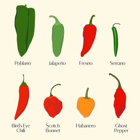 Your Ultimate Guide to Chile Peppers—From Mild to Spicy Cookbook Inspiration, Types Of Chili Peppers, Pepper Varieties, Mint Margarita, Fresno Chili, Stuffed Vegetables, Pork Shoulder Recipes, Chile Peppers, Lima Bean