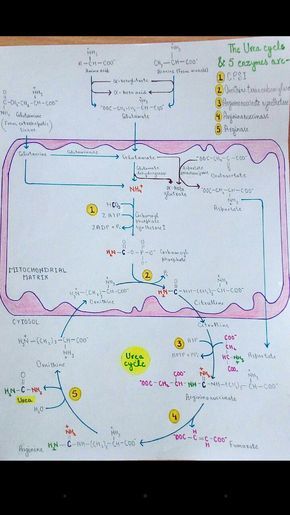 Urea Cycle (Metabolism) Bio Chemistry, Learning Chemistry, Urea Cycle, Med School Study, Biochemistry Notes, Krebs Cycle, A Level Biology, Pharmacy School, Medical Student Study