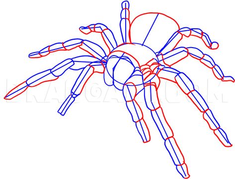 Tarantula Drawing, Elements Of Design Shape, Paint Animals, Tarantula Spider, Learn To Tattoo, Spider Illustration, Spider Drawing, Spider Art, Drawing Guide