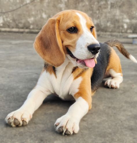 Beagle Photography, Begal Dogs, Animal Mashups, Beagle Dogs, Dog Beagle, Bagel Dog, Cute Beagles, Munchkin Cat, Dog Poses