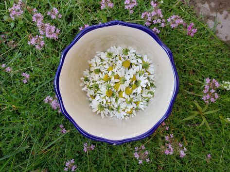 Growing Chamomile Tea — Backyard Harvest Project Growing Chamomile, Chamomile Seeds, Herb Spiral, Peppermint Tea, Big Plants, Fresh Mint Leaves, Chamomile Tea, Invasive Species, Tea Strainer