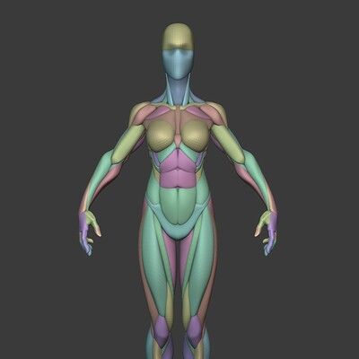 ArtStation - Stylized Female Anatomy Female Hulk, Stylized Anatomy, Blender Character Modeling, Leg Anatomy, 3d Anatomy, Female Anatomy Reference, Zbrush Character, Anatomy Practice, Basic Anatomy And Physiology