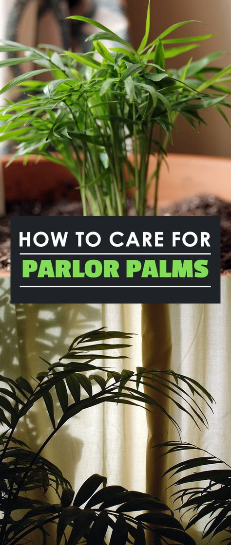 The Parlor Palm (Chamaedora elegans), sometimes referred to as the Neanthe Bella Palm, is an easy houseplant to grow and is very well suited to indoor life. Parlor Palm Care, Neanthe Bella Palm, Epic Gardening, Growing Food Indoors, Indoor Vegetables, Parlor Palm, Inside Plants, Palm Plant, Gardening Advice