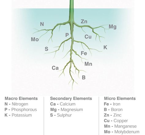 Mineral Nutrition, Plant Tissue, Plant Nutrients, Fertilizer For Plants, Plant Guide, Plant Science, Grow Tent, Plant Lighting, Plant Supports