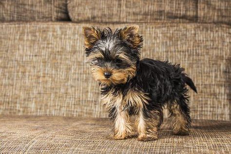 Yorkie First Haircut, Yorker Puppies, Mini Yorkie Haircut, Yorkie Haircut Teddy Bear, Yorkie Potty Training, Yorkie Haircut, Yorkie Teddy Bear Cut, Yorkie Puppy Training, Miniature Yorkshire Terrier