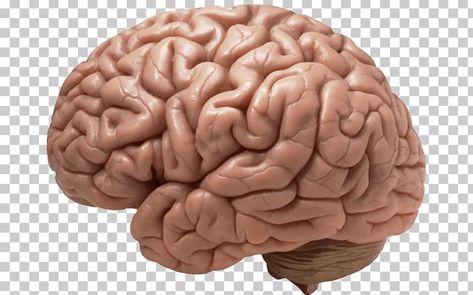 Human Brain Drawing, Brain Png, Body Png, Smooth Muscle Tissue, Cartoon Brain, Human Skeleton Anatomy, Brain Models, Brain Icon, Brain Drawing