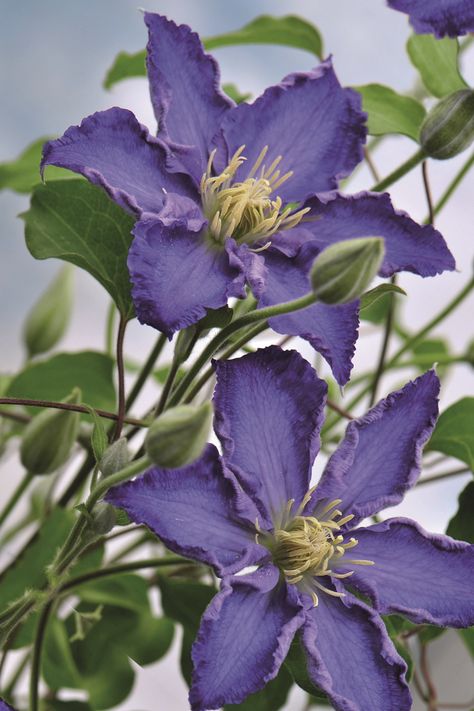 (G2) Stefan Franczak Clematis Clematis Flower Aesthetic, Clematis Aesthetic, Clementis Flowers, Clematis Photography, Clematis Wallpaper, Clematis Painting, Clematis Tattoo, Blue Clematis, Purple Clematis