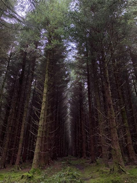 #aesthetic #forest #photography #ireland #donegal Irish Forest Aesthetic, Irish Fantasy Aesthetic, Dark Irish Aesthetic, Medieval Ireland Aesthetic, Ancient Ireland Aesthetic, Ireland Dark Aesthetic, Dark Celtic Aesthetic, Donegal Aesthetic, Irish Mythology Aesthetic