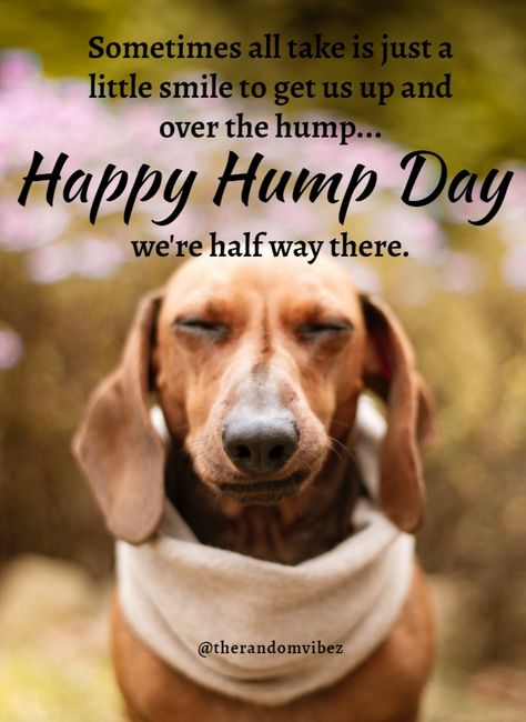 Happy Hump Day Quotes, Hump Day Motivation, Happy Hump Day Funny Hilarious, Happy Humpday Funny, Wednesday Hump Day Humor, Happy Hump Day Funny, Hump Day Humor Wednesday, Happy Hump Day Wednesday, Hump Day Gym Quotes