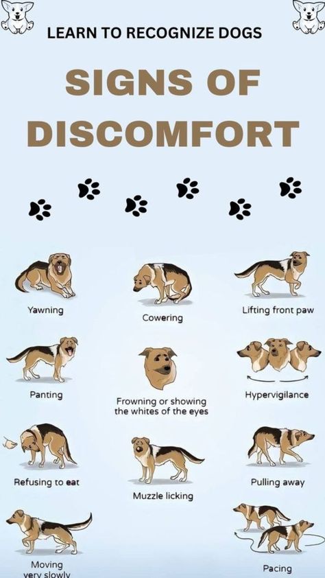 Dog Body Language, Dog Remedies, Dog Advice, Dog Language, Dog Facts, Dog Hacks, Dog Info, Dog Care Tips, Puppy Care