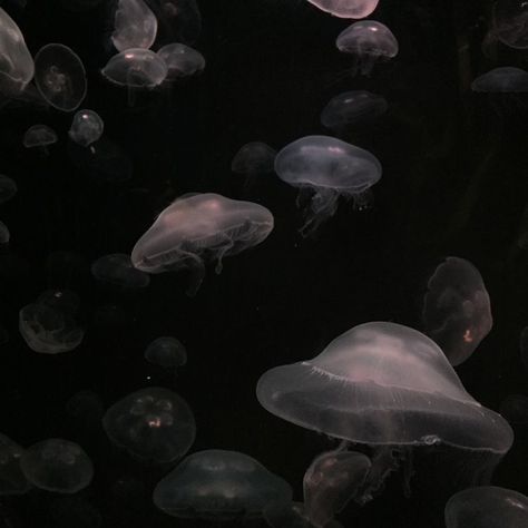 Dark Aesthetic Icons, Jellyfish Facts, Dark Ethereal, Jellyfish Illustration, Jellyfish Photography, Jellyfish Tank, Jellyfish Painting, Jellyfish Decorations, Jellyfish Craft